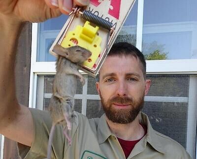 Salt Lake City rodent trapping